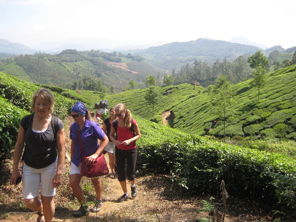 Munnar Tea Plantations